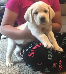 We are breeders of white labrador retrievers. Colorado Mountain Labradors Home Facebook