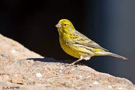 #canary singing #kanarienvogel singt #singender vogel kanarienvogel singt, ist das motto kanarienvögel, timbrado vögel mit guter genetik und super singer bei mohammad alkassab tel. Kanarienvogel Singen Nach Hormonlage Entschlusseltes Erbgut Gibt Einblick In Die Evolution Der Hormonellen Steuerung Von Genen Scinexx De