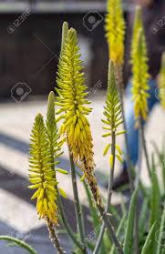 Succulent with tall orange flowers. Aloe Plant In Bloom Spectacular Tall Bright Orange Tubular Flower Stock Photo Picture And Royalty Free Image Image 128478332