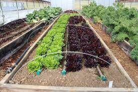 Drip irrigation systems are a great way to save you time and money while increasing the productivity of your vegetable garden. 13 Diy Options For A Drip Irrigation System To Save You Time And Money
