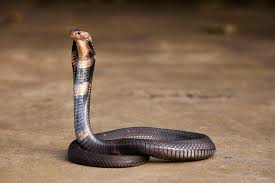 Get inspired by our community of talented artists. Snakes Could Be The Original Source Of The New Coronavirus Outbreak In China Scientific American