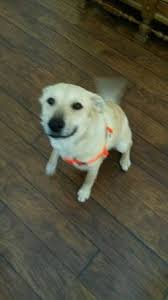 Winston Salem Nc Salisbury Wonderful Loving Gsd Lab Mix Needs Home Asap 13 Months Old House Trained Clean Dog I Will Include Kennel Food Bowls Leas Con Imagenes Animales