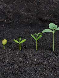 Most Plant Life Starts From The Humble Seed Read On To Understand The Detailed Process Of Seed Germinatio Seed Germination Agriculture Photography Germination
