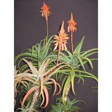Image result for Aloe arborescens × inyangensis