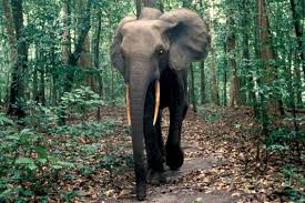 Elephants The Gardeners Of Asia S And Africa S Forests African Forest Elephant African Rainforest Rainforest Animals