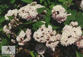 Image result for Deutzia hybrida Pink Pompon