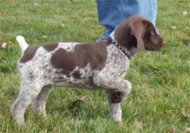 german shorthaired pointer photos