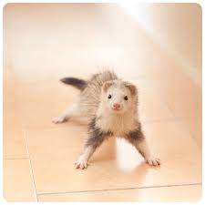 Play with me? | Funny ferrets, Pet ferret, Cute ferrets