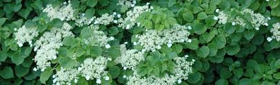 Blooms start appearing on annabelle and oakleaf hydrangeas in the late spring and early summer. Climbing Hydrangea Has Yet To Bloom Melinda Myers