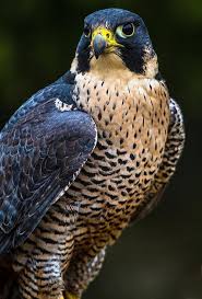 My World Birds Of Prey Peregrine Falcon Wild Birds