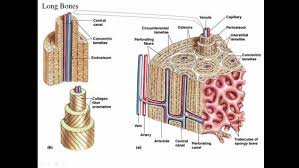 Each system contains haversian canals surrounded by concentric lamellae of bone tissue 48. Compact Bone Diagram Anatomy Bones Anatomy Human Anatomy Drawing