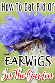 We did not find results for: How To Get Rid Of Earwigs