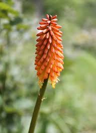 Image result for Kniphofia princeae