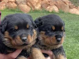 10 rottweiler dog breed mix you don't know about :tuc. Find Rottweilers For Sale Ksl Com