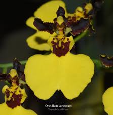 Image result for Ozoroa gomesiana