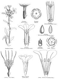 Image result for Plumbaginaceae