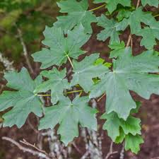Image result for bigtooth maple