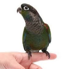 Bird And Pet Clinic Of Roseville Hours Pin On Parrot Food