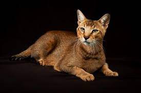 Un chat errant de saint petersbourg se sentait seul et abandonné quand il est entré dans l'enceinte du zoo de la ville. Races De Chats Qui Ressemblent A Des Tigres Top 8 Avec Photos