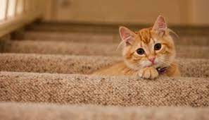 Que Significa Sonar Con Gatos Amarillos Los Suenos Y Sus Significados