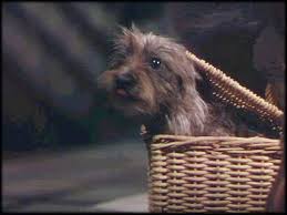 Toto The Wizard Of Oz 1939 Wizard Of Oz 1939 Toto Wizard Of Oz The Wonderful Wizard Of Oz
