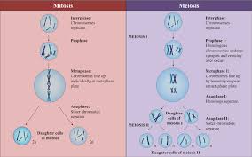 Production Of Daughter Cells Mitosis Vs Meiosis
