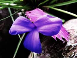 They are also the largest family of the monkey brush is a striking vine native to south america. Peru Amazon Rainforest Plants And Flowers