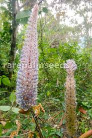 Image result for Uraria