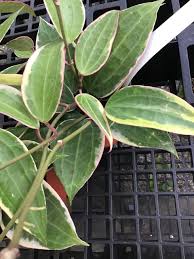 Image result for Carvalhoa macrophylla