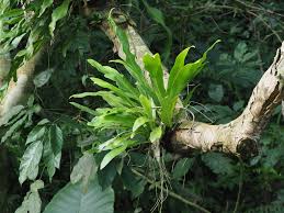 Image result for Microsorum punctatum