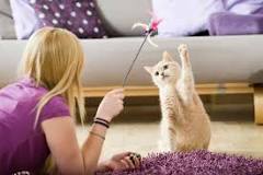 Resultado de imagem para Como cuidar de um gato em apartamento