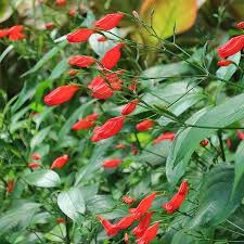 Image result for Ruellia brevifolia