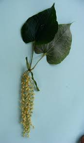 Image result for Dioscorea praehensilis