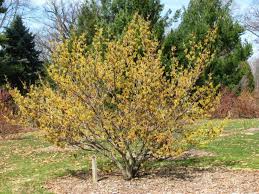 Image result for Hamamelis mollisi