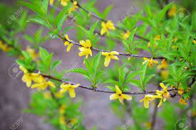 An artificial vine garland with yellow flowers offers a solution for indoor or ou. Small Yellow Flowers Blooming On A Few Vines Stock Photo Picture And Royalty Free Image Image 27602051