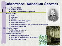 Ppt Inheritance Mendelian Genetics Powerpoint Presentation Free Download Id 635582
