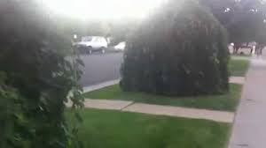 Check spelling or type a new query. Umbrella Catalpa Tree Youtube