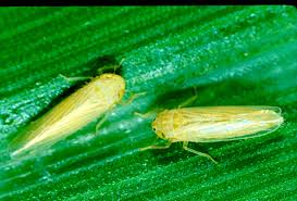 Sales of insecticides for corn leafhopper control jump in Brazil - Dextra  International