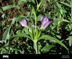 Image result for Barleria lancifolia