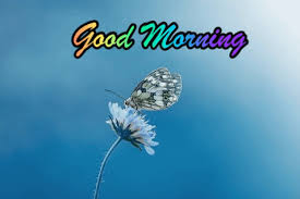 100+ love dp for whatsapp. Top 99 Good Morning Gif Images Wishes Quotes Updated 2021