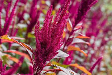 Foraging Workshop with Sean Rowe