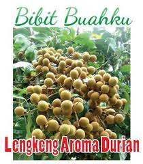 Bibit Tanaman Lengkeng Aroma Durian Tanaman Petani Dan Tahu