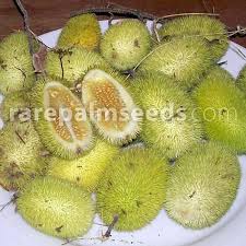 Image result for Cucumis