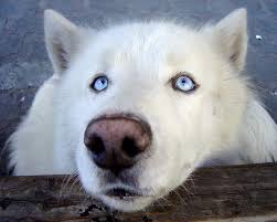 Blue wolf eyes wallpapers hd wallpaper cave. White Blue Eyed Wolf Nose Eye Wolf Eyes Pink Smilw Blue Hd Wallpaper Peakpx