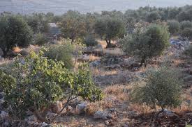 La Turquie Tente De Vendre Illegalement En Espagne L Huile D Olive Pillee A Afrin Kurdistan Au Feminin