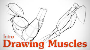 The biceps is a muscle on the front part of the upper arm. Drawing Muscles What You Need To Know Proko