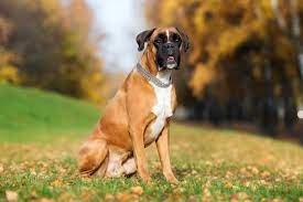 Boxer Dog Lifespan How Long Do Boxer Dogs Normally Live