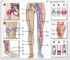 Adduktorenschmerzen sind schmerzen auf der innenseite der oberschenkel. Schmerzen In Den Beinen Das Ist Die Ursache