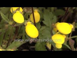 Image result for Calceolaria tripartita