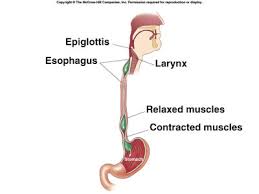 Image result for esophagus